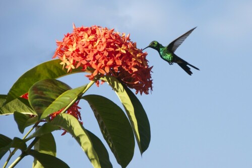 Colibri in Cuba/Süd beim kräftigem naschen

Aufnameort: Cuba
