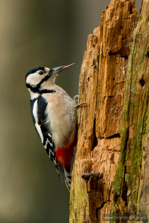 Es ist Zeit der Winterfütterung der Singvögel (auch ohne Winter).  Diese sind dann besonders einfach zu beobachten. Aber nicht nur die bekannten Singvögel finden sich an den Futterstellen ein. Besonders in Waldnähe sind Eichelhäher und verschiedene Spechte keine Seltenheit.

Aufnameort: Thüringen
Kamera: Nikon