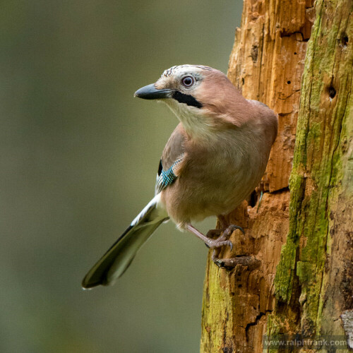 Es ist Zeit der Winterfütterung der Singvögel (auch ohne Winter).  Diese sind dann besonders einfach zu beobachten. Aber nicht nur die bekannten Singvögel finden sich an den Futterstellen ein. Besonders in Waldnähe sind Eichelhäher und verschiedene Spechte keine Seltenheit.

Aufnameort: Thüringen
Kamera: Nikon