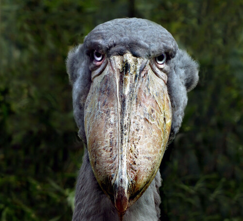 Frontalportrait eines Schuhschnabels

Aufnameort: Zoo Zürich
Kamera: Panasonic DMC-FZ200