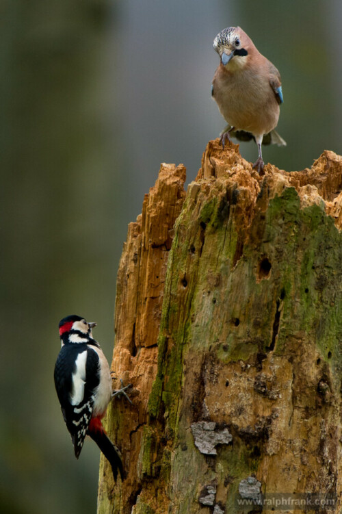 Es ist Zeit der Winterfütterung der Singvögel (auch ohne Winter).  Diese sind dann besonders einfach zu beobachten. Aber nicht nur die bekannten Singvögel finden sich an den Futterstellen ein. Besonders in Waldnähe sind Eichelhäher und verschiedene Spechte keine Seltenheit.

Aufnameort: Thüringen
Kamera: Nikon