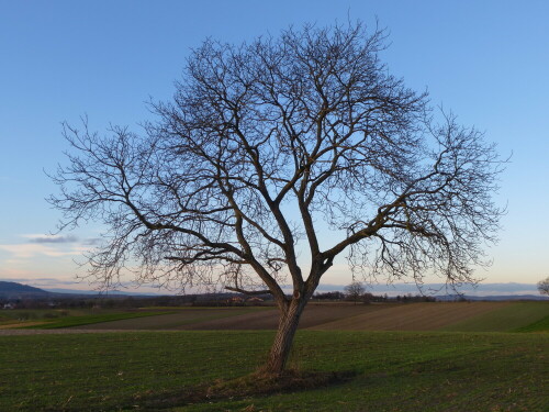 junger Walnußbaum

Aufnameort: Marchhügel im Breisgau
Kamera: Panasonic