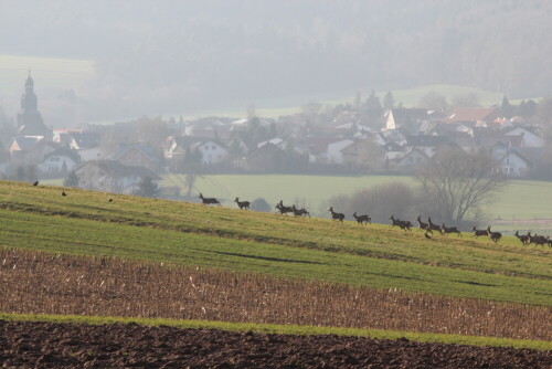 27 Rehe konnten wir in diesem Rudel zählen, das zwischen den Wegen im Amöneburger Becken graste und immer wieder von Wanderern weglief, um die Distanz von ca. 200m zum Menschen einzuhalten. Die Rehe waren aber nicht panisch, sie trabten eher und ließen sich, sobald die Distanz wieder groß genug war, zum Ruhen nieder oder ästen.

Aufnameort: Amöneburger Becken nahe Schröck (im HIntergrund) 12.01.2014
Kamera: Canon EOS 600D 1/200; 16,0; 250,0mm; ISO 400