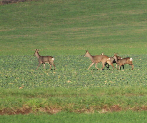 rehe-auf-dem-feld-9686.jpeg