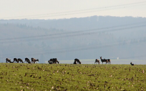 rehe-auf-dem-hugel-9684.jpeg