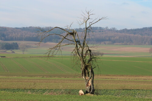 schwer-verletzter-baum-9645.jpeg