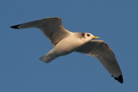 

Aufnameort: nl vlieland
