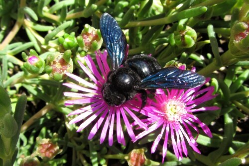 die eindrucksvollen Tiere trifft man immer wieder in Südfrankreich an Blüten

Aufnameort: Cevennen Südfrankreich
Kamera: Canon PowerShot SX220 HS   5.0mm f4  1/320 ISO100