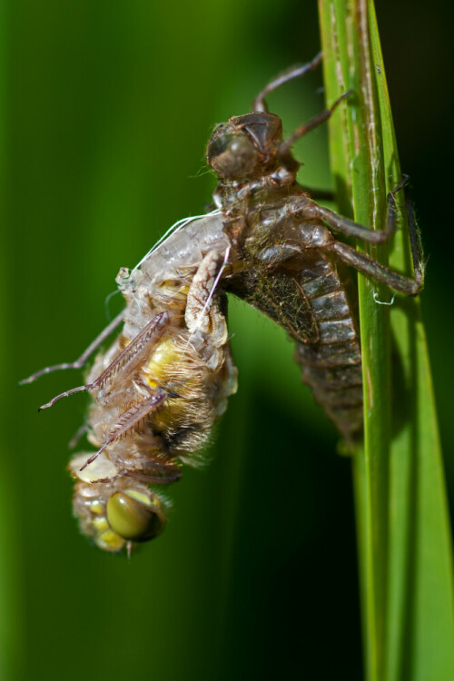 Geburt einer Vierfleck Libelle

Aufnameort: Ohlsdorf
Kamera: Nikon D 800