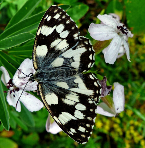 Das Schachbrett gehört zu den Augenfaltern.

Aufnameort: Eigener Garten in Weidenbach (Mittelfranken)
Kamera: Panasonic DMC-FZ200