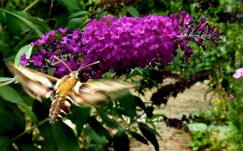 Vor einem Buddleya-Blütenstand schwirrender Wolfsmilchschwärmer.

Aufnameort: Eigener Garten in Weidenbach (Mittelfranken)
Kamera: Panasonic DMC-FZ200