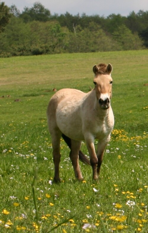 Idylle auf der Sommerwiese

Aufnameort: Gross Schönebeck
