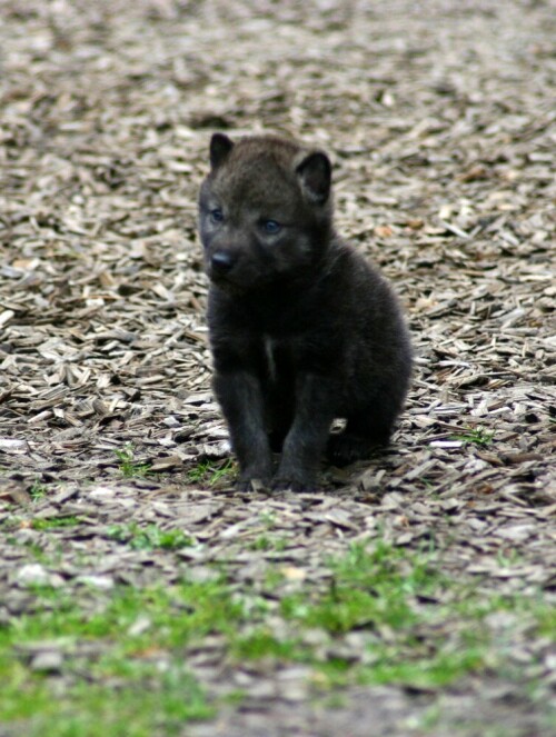 Entstanden bei der Wolfsaufzucht im Wildpark Groß-Schönebeck


