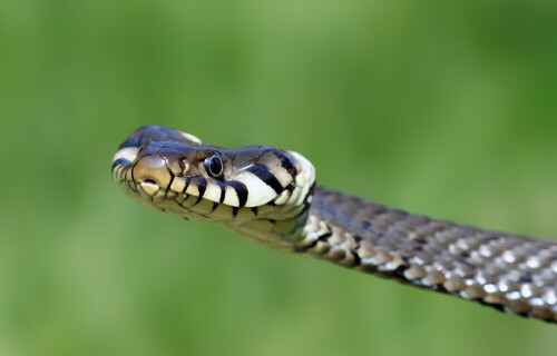 ... das singt doch die Schlange Kaa im Dschungelbuch..
Es handelt sich hier um eine harmlose Ringelnatter, Natrix natrix.
Die runde Pupille zeichnet sie als harmlose, heimische! Schlange aus. Ebenso die halbrunden gelben Monde am Kopf.

Aufnameort: Naturpark Lüneburger Heide
Kamera: Sony A 700