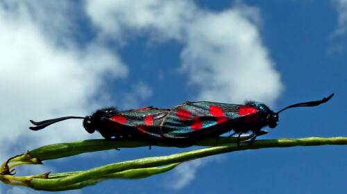 gemeines-widderchen-zygaena-filipendulae-11985.jpeg