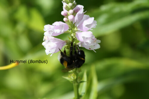 Die Hummeln (Bombus) sind eine zu den Bienen gehörende Gattung staatenbildender Insekten. Die über einen Wehrstachel verfügenden Hautflügler (Hymenoptera) gehören zu den Stechimmen, auch Wehrimmen genannt.

Aufnameort: Blönsdorf
Kamera: EOS 300D