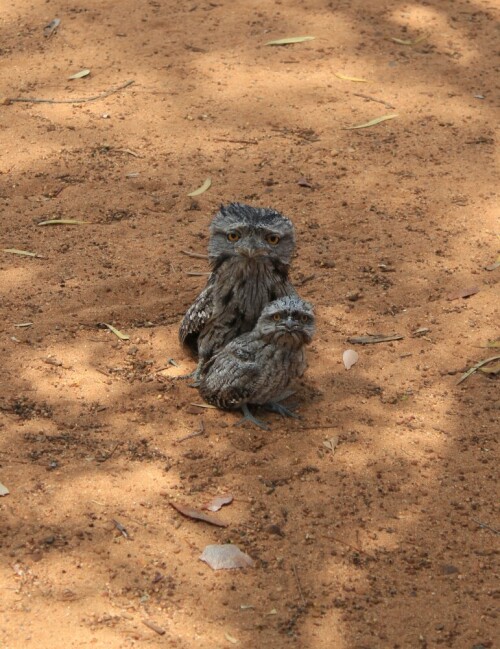 Frogmouth

Aufnameort: Westaustralien
Kamera: Canon 600 D