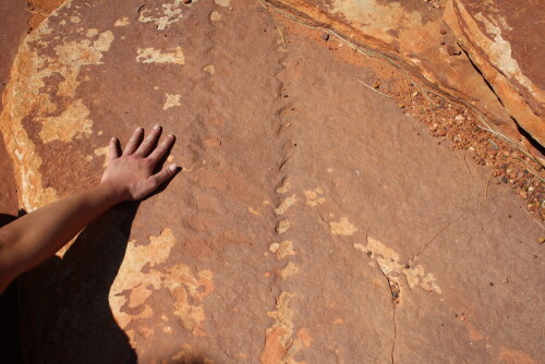 Angeblich Spuren des ersten Landtieres!

Aufnameort: Westaustralien
Kamera: Canon 600 D