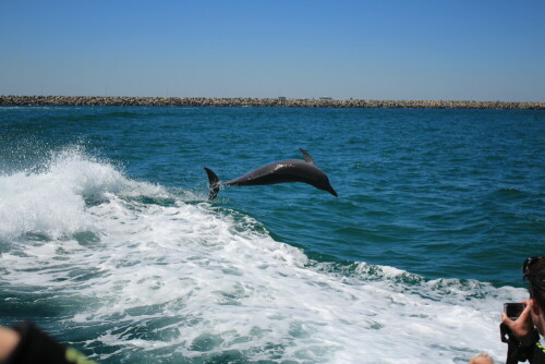 WILD AND FREE! against Captivity

Aufnameort: Australien, Rockingham
Kamera: Canon 600 D