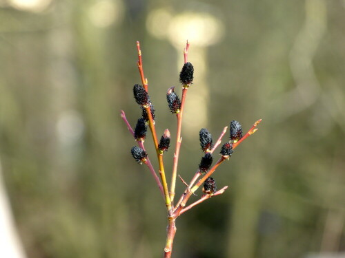 schwarze-weide-wurzburg-botanischer-garten-10073.jpeg