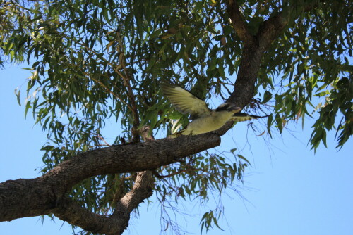 Kookaburra im Park

Aufnameort: Perth
Kamera: Canon 600 D