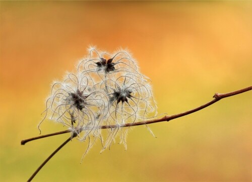 Im Winter bilden sie ihre Samnestände aus. Die Waldreben sind dann ein schöner Hingucker. 
Aufgenommen am 17.02.2014

Aufnameort: Schönbach, Sachsen
Kamera: Sony SLT A77 V