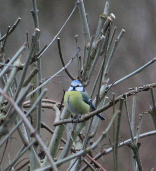 blaumeise-parus-caeruleus-10008.jpeg