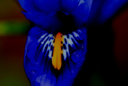 iris-sibirica-ein-wenig-verfremdet-10006.jpeg