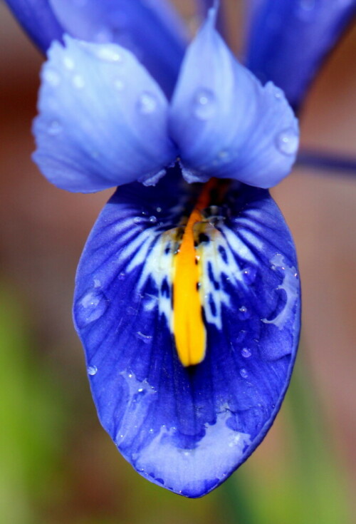 In diesem warmen Winter sind Iris, Schneeglöckchen, Krokusse und sogar schon einigew Narzissen Mitte Februar voll aufgeblüht.

Aufnameort: Marburg, An der Zahlbach 19, Garten 22.02.2014
Kamera: Canon EOS 600D 1/60; 5,0; 100,0mm; ISO 400