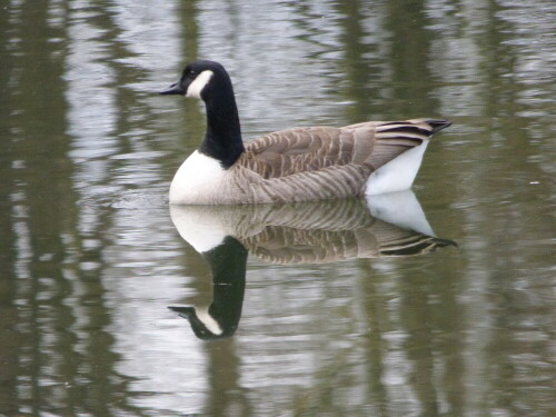 Kanadagans. Das Pärchen war noch nicht so recht ins Balzstimmung,
im Gegensatz zu den Nilgänsen.

Aufnameort: Bruchsee Egelsbach/Hessen
Kamera: Lumix FZ 72