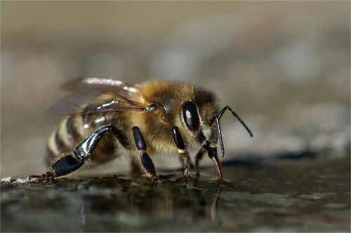 Die Temperaturen sind tagsüber über 10°. Nun trauen sich auch die Bienen wieder raus. Diese saß mit vielen anderen auf einem Weg und am Wegesrand und saugte Feuchtigkeit auf. Viele Blüten finden sie ja noch nicht.

Aufnameort: Bei Schönbach, Sachsen
Kamera: Sony SLT A77 V