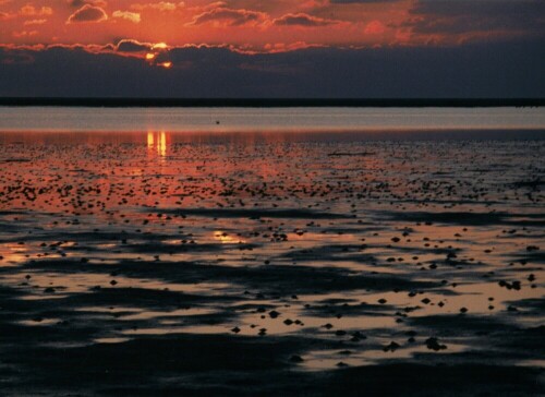 Die Farben der Sonnenuntergänge sind im Herbst ganz unterschiedlich.
Die Ruhe über der amphibischen Landschaft, die Weite ist immer faszinierend.

Aufnameort: St. Peter-Ording
Kamera: Yashica FX-3, 28mm, Analog-Aufnahme,digitalisiert