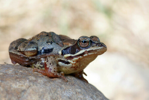 sprung-in-den-fruhling-der-erste-frosch-2014-10036.jpeg