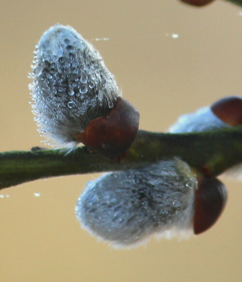 In der frostigen Nacht und der feuchten Luft hat sich ein Überzug aus Eis gebildet, der in der Morgensonne abtaut.

Aufnameort: Kirchhain, Radehäuser Lache, 02.03.2014
Kamera: Canon EOS 600D 1/320; 6,3; 250,0mm; ISO 250