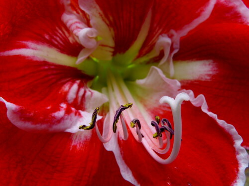 amaryllis-10052.jpeg