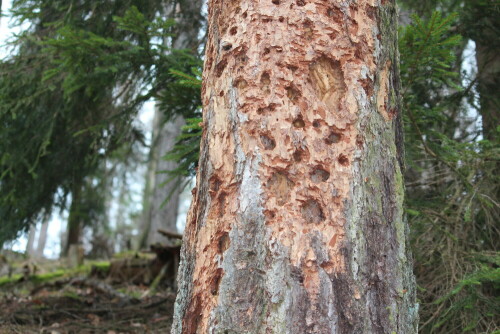 Totholz ist beileibe nicht tot!

Aufnameort: Lahnberge bei Marburg 02.03.2014
Kamera: Canon EOS 600D, 1/125; 5,6; 55,0mm; ISO 400