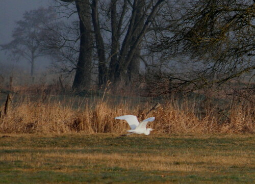 Meist fliegen Silberreiher dorthin, wo schon mehrere Reiher stehen, ein Indiz für reichhaltiges Futterangebot.

Aufnameort: Kirchhain, Radehäuser Lache, 02.03.2014
Kamera: Canon EOS 600D 1/1600; 5,6; 250,0mm; ISO 400