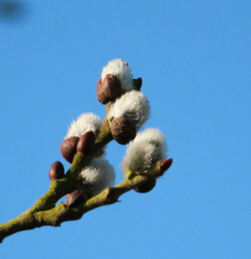 

Aufnameort: Kirchhain, Radehäuser Lache, 02.03.2014
Kamera: Canon EOS 600D, 1/640; 5,6; 250,0mm; ISO 100