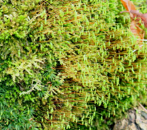 

Aufnameort: Lahnberge bei Marburg 02.03.2014
Kamera: Canon EOS 600D 1/60; 5,6; 74,0mm; ISO 400