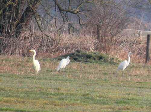 silberreiher-casmerodius-albus-trio-10059.jpeg