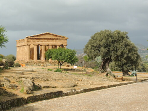 Wer in den europäischen Süden oder afrikanischen Norden reist, wird immer wieder auf den Ölbaum stossen. Die Nutzung seiner Früchte ist seit langem dokumentiert.

Aufnameort: Agrigento
Kamera: Nikon Coolpix P510