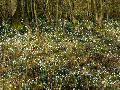 marzenbecherwald-10091.jpeg