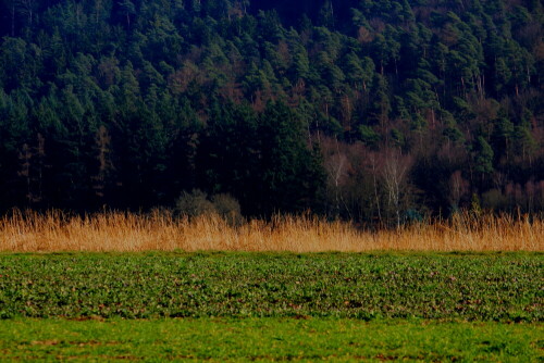 gelbes-binsenfeld-vor-dunklem-wald-10101.jpeg