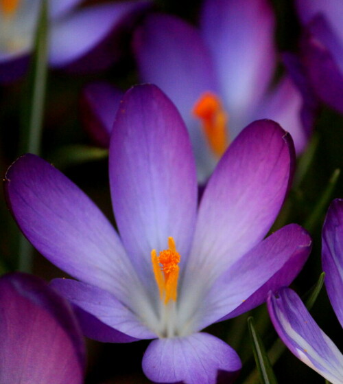 

Aufnameort: Marburg, Vorgarten An der Zahlbach 19, 09.03.2014
Kamera: Canon EOS 600D, 1/400; 5,6; 250,0mm; ISO 2000