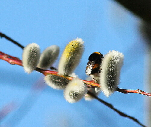 konigin-der-erdhummel-ernahrt-sich-an-weide-10083.jpeg