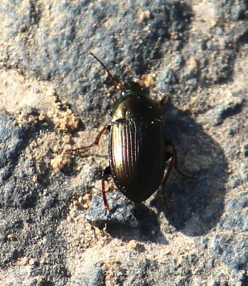 Bei Wanderung am Südrand des Burgwaldes gesehen

Aufnameort: Umgebung von Oberrosphe, Burgwald, Hessen
Kamera: Canon EOS 600D 1/640; 5,6; 163,0mm; ISO 100