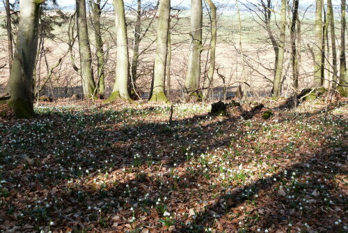 Märzenbecher im Naturschutzgebiet Marbecke

Aufnameort: NSG Marbecke bei Wirmighausen/Waldeck
Kamera: Lumix FZ48