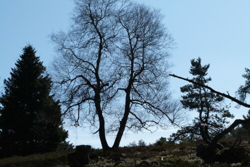 Alte Birke auf der Hochheide

Aufnameort: Willingen/Waldeck
Kamera: Lumix FZ48