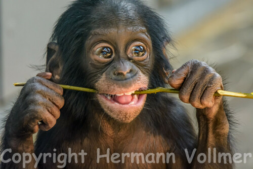 zur Zeit mein Lieblingsfoto von Bonobo Baby Bobali (ca. 8 Monate alt)

Aufnameort: DEU, BW, Stuttgart, Wilhelma
Kamera: Nikon D7100, Sigma 2,8/ 120-300 Sport