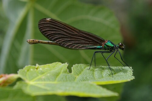 blauflugel-prachtlibelle-calopteryx-virgo-10107.jpeg